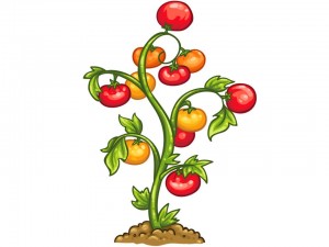 tomatos
